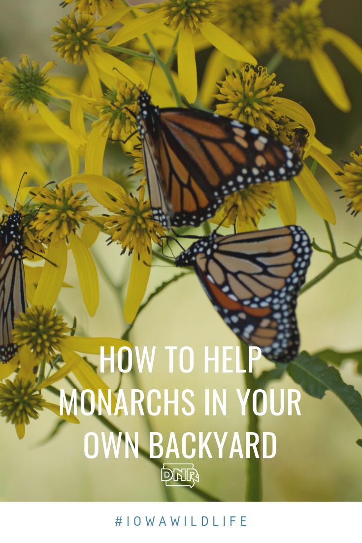 One of the most recognized pollinators, monarchs travel more than 3,000 miles each year to come visit Iowa for the summer. With declining numbers over the last decade, here are some ways you can help these beautiful orange and black butterflies  |  Iowa DNR